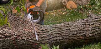 Best Emergency Tree Removal  in , TN