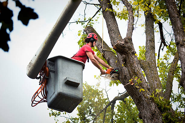  , TN Tree Services Pros